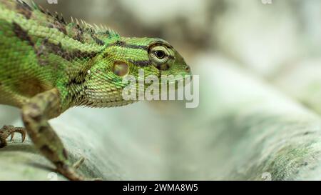 Gros plan de la tête de caméléon vert vif ouvrant la bouche isolée sur fond flou Banque D'Images