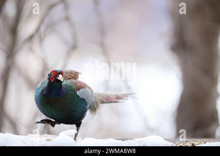 Le faisan vert (Phasianus versicolor), également connu sous le nom de faisan vert japonais, est un oiseau omnivore originaire de l'archipel japonais, au whi Banque D'Images