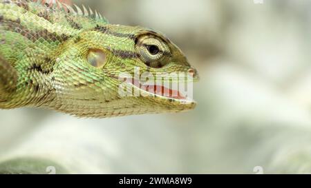 Gros plan de la tête de caméléon vert vif ouvrant la bouche isolée sur fond flou Banque D'Images