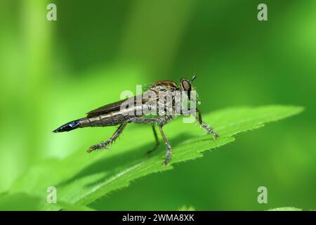 Les Asilidae sont une famille de voleurs, également appelés mouches tueuses. Banque D'Images