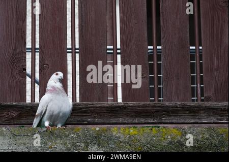 Oiseau albinos Columba Livia aka pigeon (rocher ou domestique) sur le balcon dans le quartier résidentiel. Banque D'Images