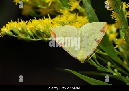 Teigne jaune (Opisthograptis luteolata), assise sur verge d'or (Solidago virgaurea), Wilnsdorf, Rhénanie du Nord-Westphalie, Allemagne Banque D'Images