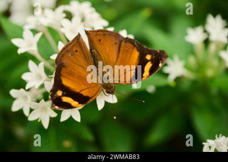 Papillon de feuille d'automne (Doleschallia bisaltide) assis sur une fleur, Allemagne Banque D'Images