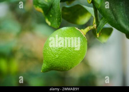 Citron (Citrus x limon) fruits suspendus sur un arbre dans une serre, Allemagne Banque D'Images