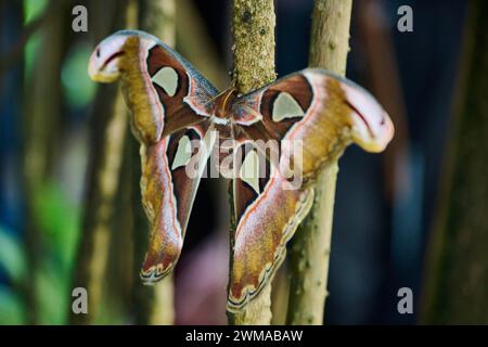 Papillon Atlas (Attacus atlas) assis sur une racine aérienne, Allemagne Banque D'Images