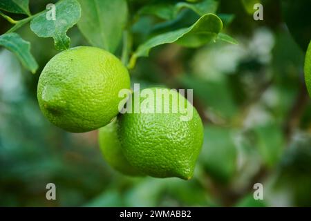 Citron (Citrus x limon) fruits suspendus sur un arbre dans une serre, Allemagne Banque D'Images