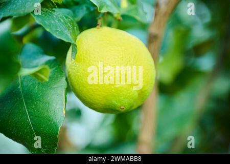 Citron (Citrus x limon) fruits suspendus sur un arbre dans une serre, Allemagne Banque D'Images