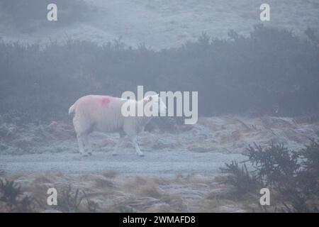 Flintshire, pays de Galles du Nord, Royaume-Uni. Météo britannique. 25 février 2024, temps glacial à travers le nord du pays de Galles pendant la nuit laissant une nuit de gel et de brouillard glacial. Un mouton brisant le brouillard glacial sur la montagne Halkyn ©DGDImages/Alamy Live News Banque D'Images