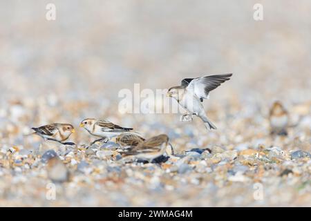 Snow Bunting Plectrophenax nivalis, plumage hivernal adulte femelle volant, sur le point d'atterrir sur la plage de galets pour rejoindre un petit troupeau, Suffolk, Angleterre, février Banque D'Images