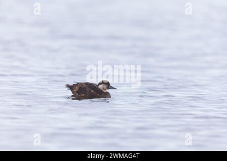 Meunier commun Melanitta nigra, femme adulte nageant, Suffolk, Angleterre, février Banque D'Images