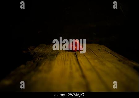 Pomodoro di Pachino : belle tomate italienne fraîche Banque D'Images