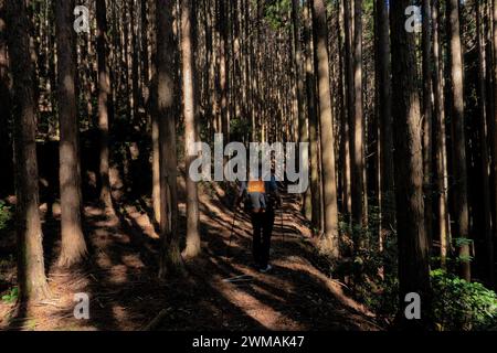 Trekking à travers les forêts profondes de la route de pèlerinage de Kumano Kodo, Wakayama, Japon Banque D'Images