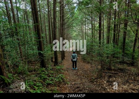 Trekking à travers les forêts profondes de la route de pèlerinage de Kumano Kodo, Wakayama, Japon Banque D'Images