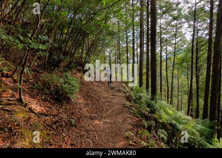 Trekking à travers les forêts profondes de la route de pèlerinage de Kumano Kodo, Wakayama, Japon Banque D'Images