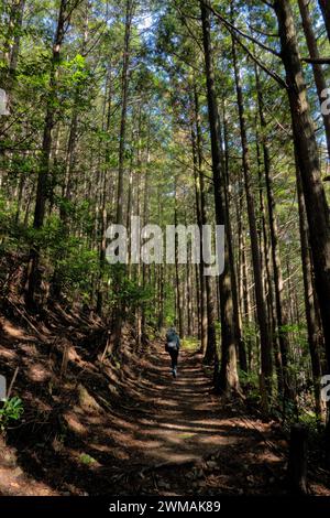 Trekking à travers les forêts profondes de la route de pèlerinage de Kumano Kodo, Wakayama, Japon Banque D'Images