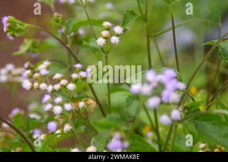 Plantes tropicales d'Indonésie. Jardins en Indonésie. Banque D'Images