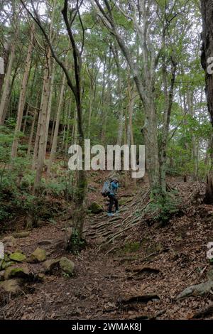 Trekking à travers les forêts profondes de la route de pèlerinage de Kumano Kodo, Wakayama, Japon Banque D'Images