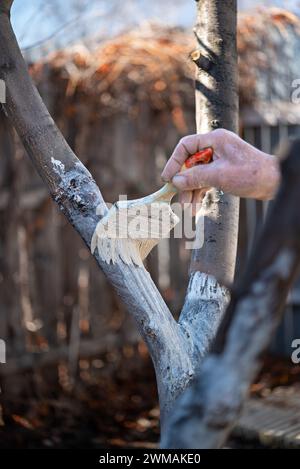 peindre des arbres avec de la chaux provenant d'insectes dans un jardin de campagne. Blanchi à la chaux des arbres de printemps, protection contre les insectes et les ravageurs. Banque D'Images