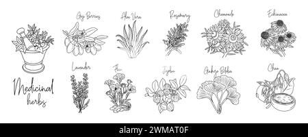 Ensemble d'herbes médicinales et cosmétiques avec mortier. Illustration de Vecteur