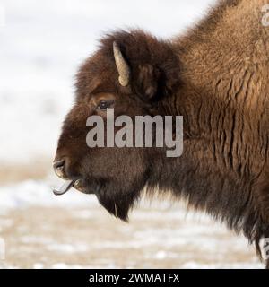 blaue Zunge... Amerikanischer bison bison bison streckt Seine Zunge aus, leckt sich die Nüstern, detailliertes Kopfporträt im schönsten Licht, lustige Tierwelt, faune *** bison américain bison bison en hiver, léchant sa langue bleue, plan détaillé de tête, faune, parc national de Yellowstone, Wyoming, ÉTATS-UNIS. Wyoming Nordamerika, Vereinigte Staaten von Amerika Banque D'Images