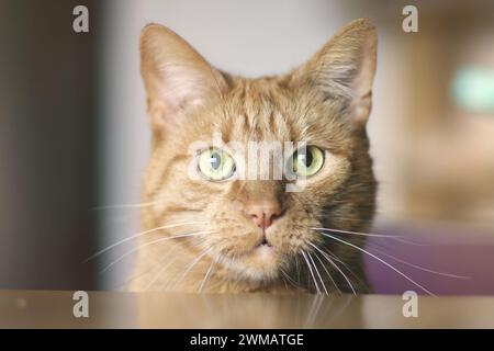 Gros plan portrait d'un chat rouge regardant droit à la caméra. Image horizontale avec flou. Banque D'Images