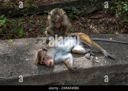 Singes macaques toque se toilettant les uns les autres sur le chemin menant aux temples de la grotte de Dambulla dans le centre du Sri Lanka. Banque D'Images