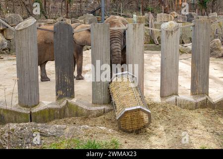 Bush africain Elephant (Loxodonta africana) Zoo de Schönbrunn à Vienne, Tierpark, Vienne, Autriche, Europe. Banque D'Images