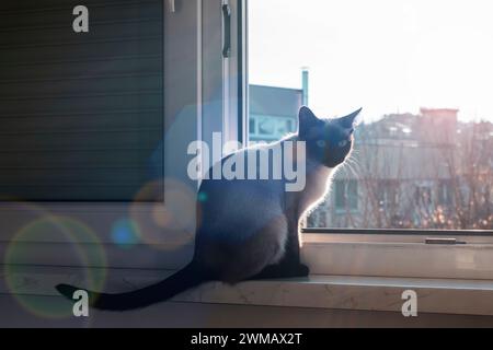 Chat siamois assis sur le rebord de la fenêtre à la lumière du soleil. Banque D'Images