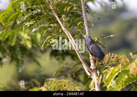 Sterne naine adulte, ixobrychus sturmii, perchée dans un arbre dans le parc national de la Reine Elizabeth, en Ouganda. Cet oiseau migrant timide se trouve dans les zones humides a Banque D'Images