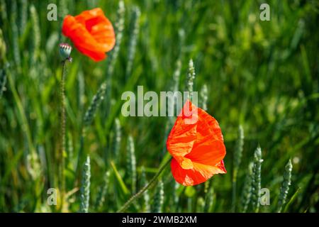 Deux coquelicots en fleurs au milieu d'une vie végétale diversifiée. Banque D'Images