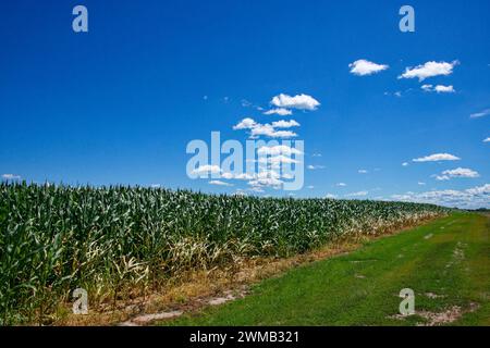 Plants de maïs en rangées, ciel bleu et nuages au-dessus. Banque D'Images