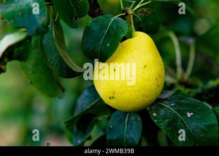 Une seule poire sur une branche, sa peau jaune contrastant avec les feuilles vertes foncées et humides qui l'entourent. Banque D'Images