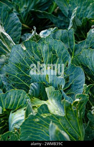 Un champ de choux avec de grandes feuilles vertes, saines et texturées. Banque D'Images