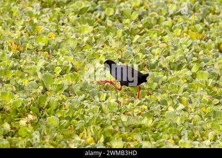 Une raie noire, Amaurornis flavirostra, traverse un lac couvert de laitue d'eau, Pistia stratiotes. Parc national Queen Elizabeth, Ouganda. Banque D'Images