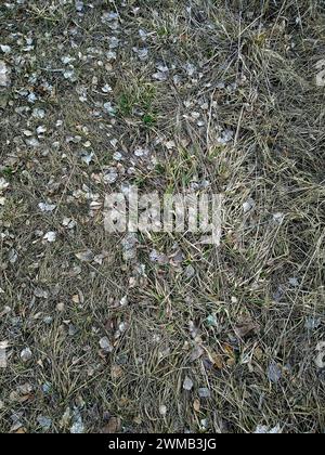 L'image montre une vue rapprochée du sol avec de l'herbe séchée, des feuilles tombées, de petits rochers et quelques plantes vertes. Banque D'Images
