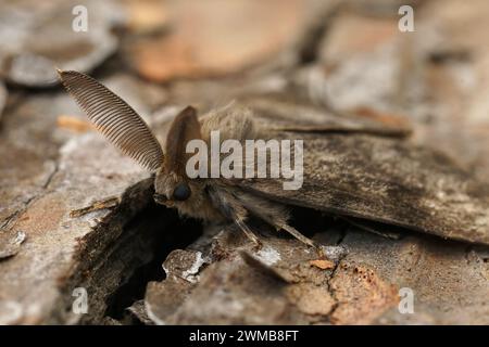 Naturel détaillé gros plan sur le Moth gitan ou spongieux américain, Lymantria dispar, sur bois Banque D'Images