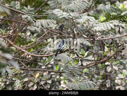 Siliguri, Bengale occidental, Inde. 25 février 2024. Un oiseau Magpie Robin est assis sur une branche d'arbre à Siliguri. (Crédit image : © Diptendu Dutta/ZUMA Press Wire) USAGE ÉDITORIAL SEULEMENT! Non destiné à UN USAGE commercial ! Banque D'Images