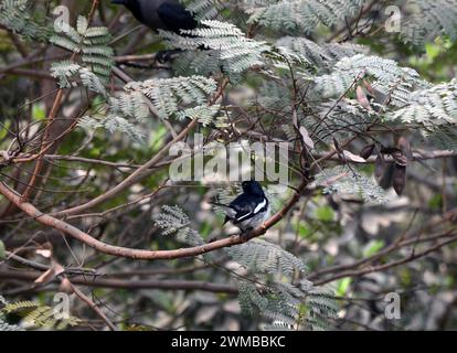 Siliguri, Bengale occidental, Inde. 25 février 2024. Un oiseau Magpie Robin est assis sur une branche d'arbre à Siliguri. (Crédit image : © Diptendu Dutta/ZUMA Press Wire) USAGE ÉDITORIAL SEULEMENT! Non destiné à UN USAGE commercial ! Banque D'Images