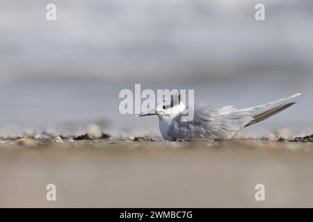 Oiseau, le sterne sandwich (Thalasseus sandvicensis), sur la plage. Banque D'Images