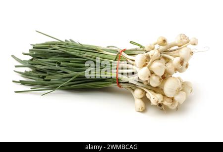 Allium macrostemon Bunge sur fond blanc Banque D'Images