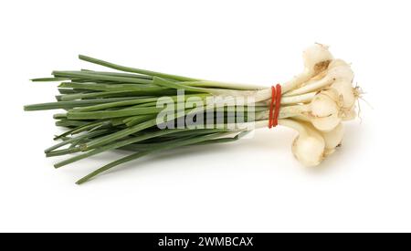 Allium macrostemon Bunge sur fond blanc Banque D'Images