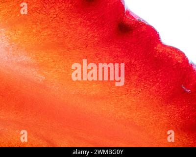 Texture d'une tranche de fraise sur fond blanc. Gros plan. Banque D'Images