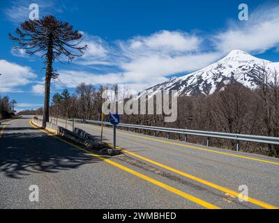 Forêt d'Araucaria au volcan Lanin, un seul arbre divise la route, à l'ouest de Paso Tromen o Mamuil Malal, Parc National de Villarica, Chili Banque D'Images