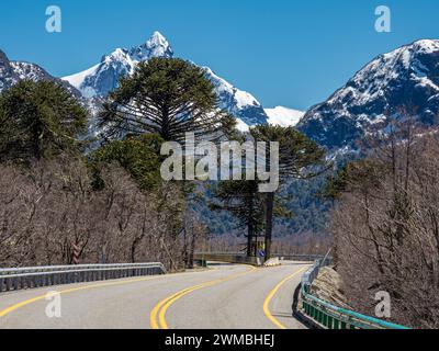 Forêt d'Araucaria au volcan Lanin, un seul arbre divise la route, à l'ouest de Paso Tromen o Mamuil Malal, Parc National de Villarica, Chili Banque D'Images