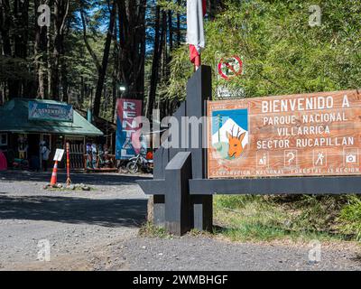 Forêt d'Araucaria au volcan Lanin, un seul arbre divise la route, à l'ouest de Paso Tromen o Mamuil Malal, Parc National de Villarica, Chili Banque D'Images