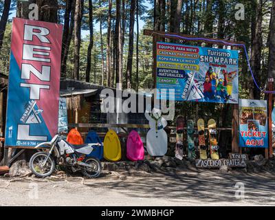 Forêt d'Araucaria au volcan Lanin, un seul arbre divise la route, à l'ouest de Paso Tromen o Mamuil Malal, Parc National de Villarica, Chili Banque D'Images