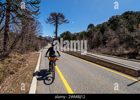 Forêt d'Araucaria, cycliste par une journée ensoleillée, un seul arbre divise la route, à l'ouest de Paso Tromen o Mamuil Malal, Parc National de Villarica, Chili Banque D'Images