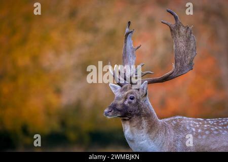 Cerf dans Phoenix Park, Dublin, Irlande Banque D'Images