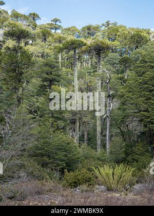 Lac Lago Chico, Parc Huerquehue près de Pucon, sentier de randonnée Los Lagos, la Araucania, Chili Banque D'Images