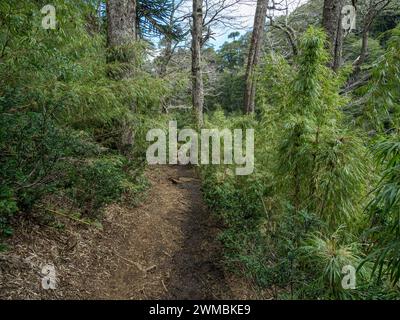 Lac Lago Chico, Parc Huerquehue près de Pucon, sentier de randonnée Los Lagos, la Araucania, Chili Banque D'Images